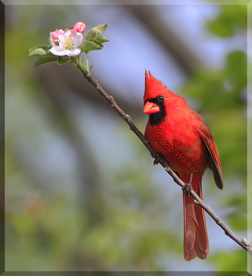 A Male Cardinal In An Apple Tree