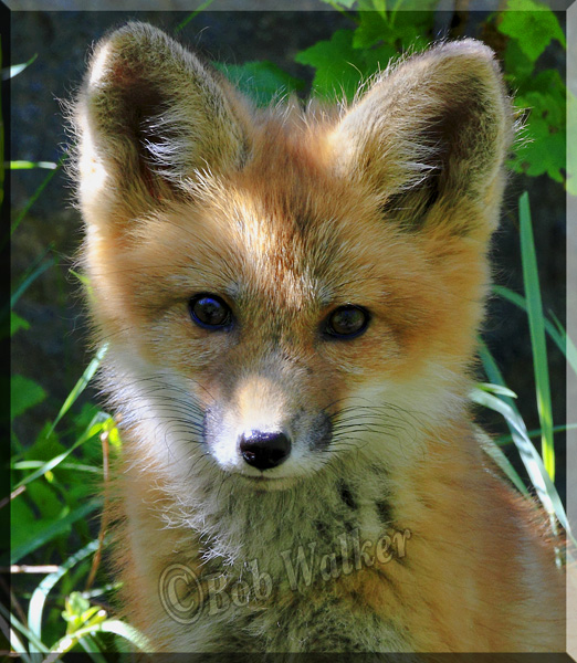 Portrait Of A Fox Kit