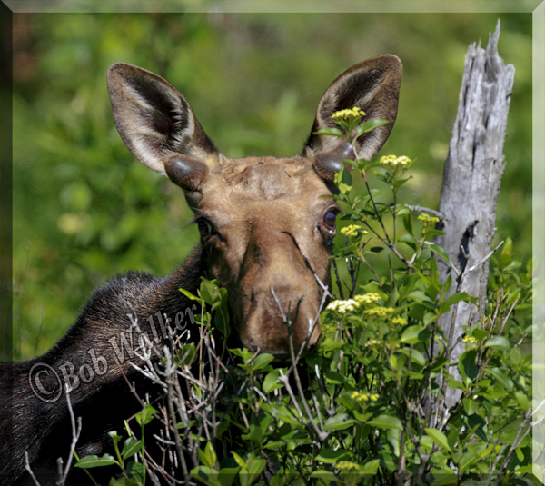 A Young Bull Moose Peeking Through The Brush At Me