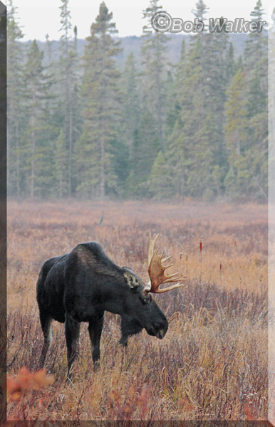 The Bull Moose Poses For Me