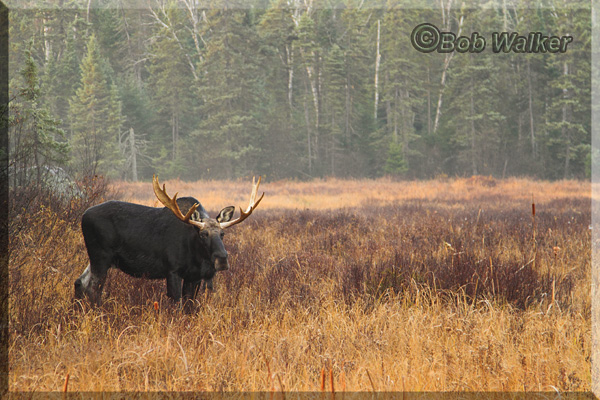 The Bull Moose Ever Viglant Of Our Presence 