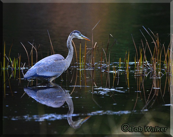Blue Heron As Seen On Costello Creek