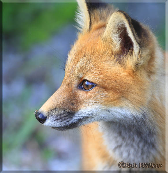 Fox Kit, Whats That On My Nose? 