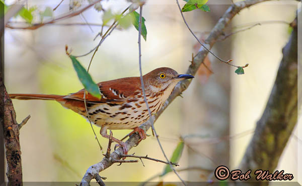 Brown Thrashers Were All Around