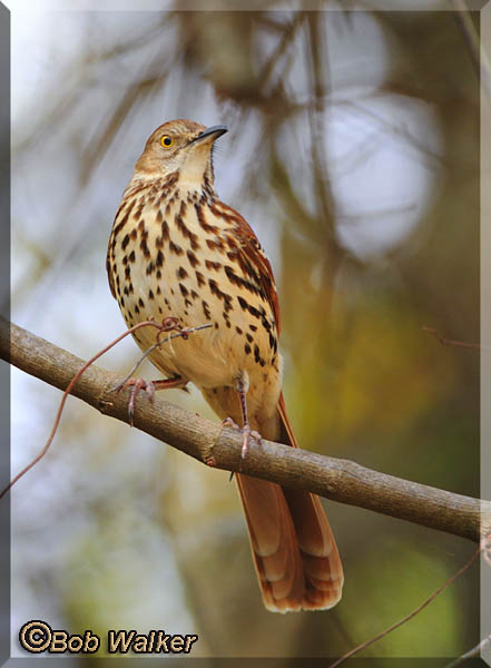 Brown Thrasher (Toxostoma ruffum)