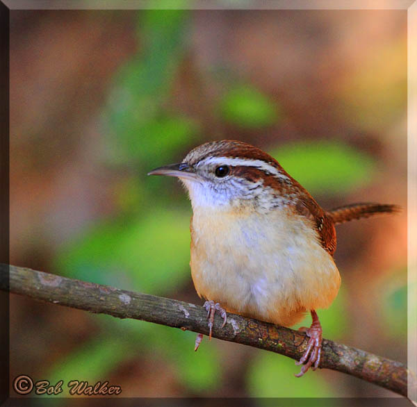 Carolina Wren Perched