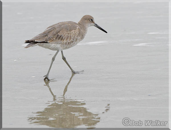 A Willet (Catoptrophorus semipalmatus)