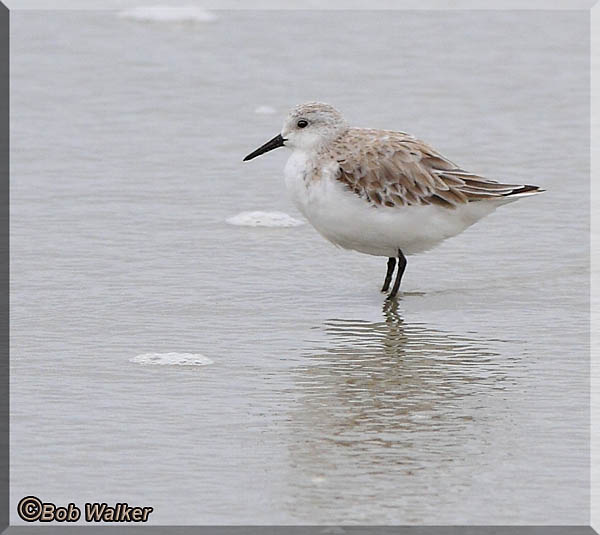 A Sanderling Shore Bird Wading
