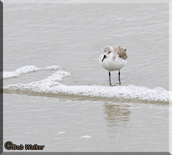 A Sanderling (Calidris alba) Shore Bird Wading In The Surf