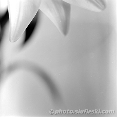 Black & White traditional (analog) photography - Mamiya C330S