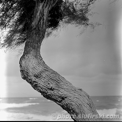 Black & White traditional (analog) photography - Mamiya C330S