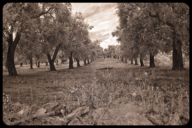 Olive Grove Italy