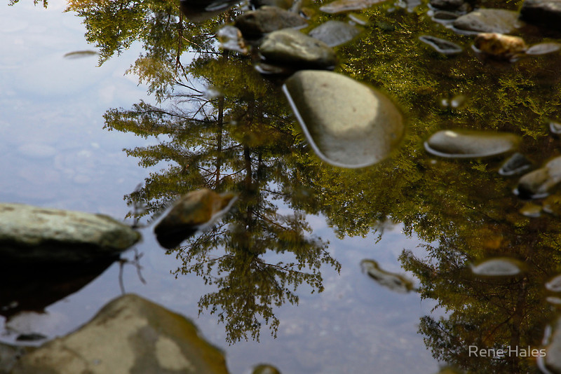 Wading Reflections #1