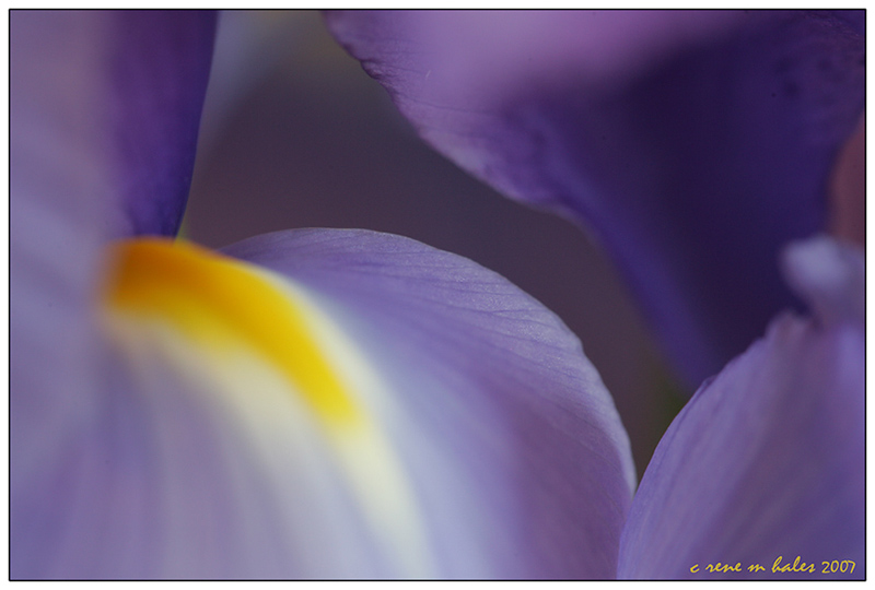 iris ~ 1