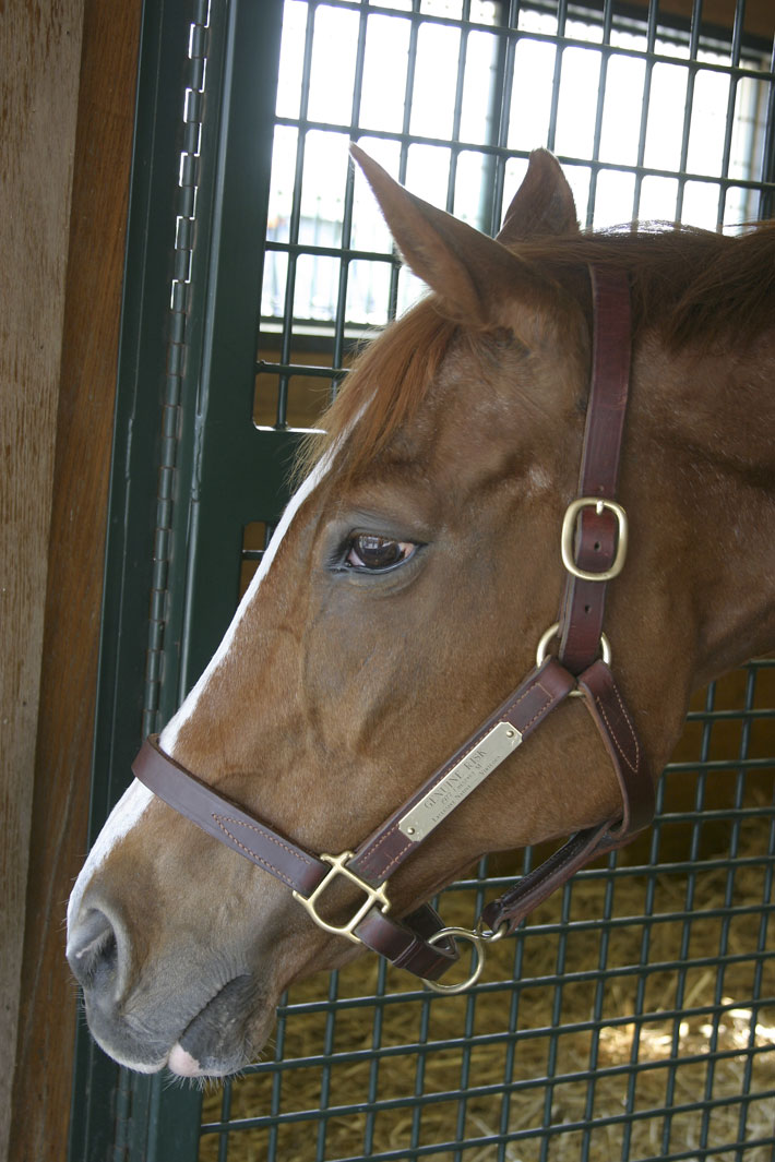 Genuine Risk.... Kentucky Derby Winner 1977-2008