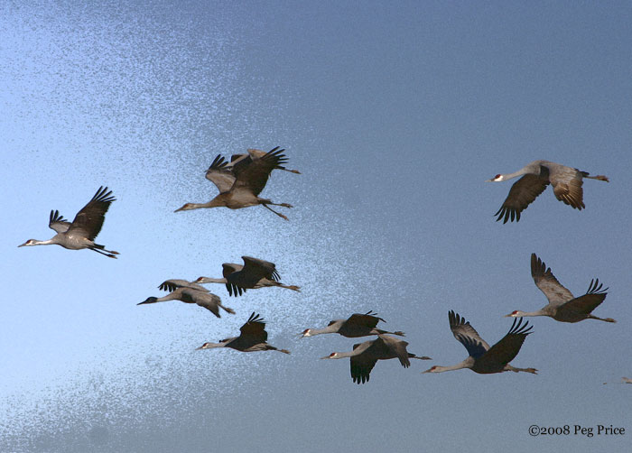 Sandhill Cranes