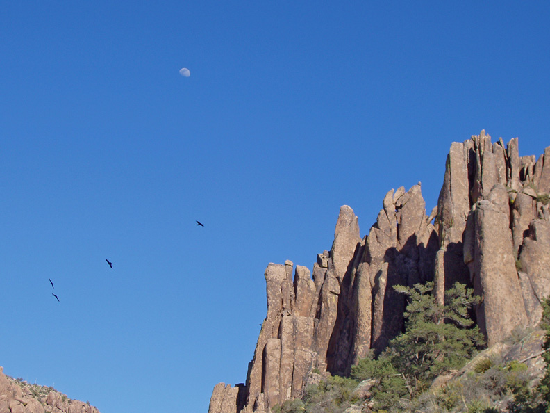 Ravens inadvertantly forming the constellation Sagitta