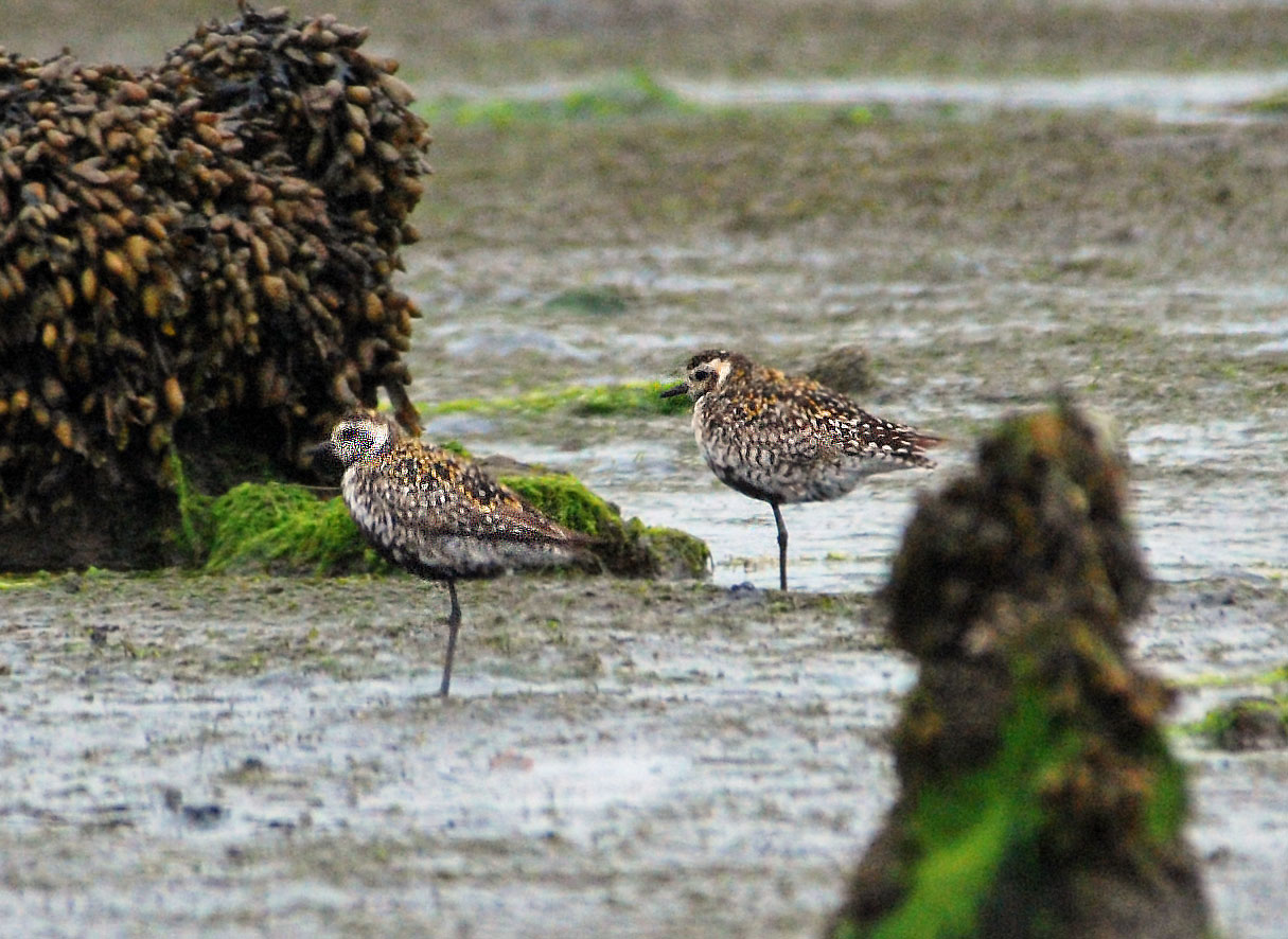 Pacific Golden Plover at Bottle Beach