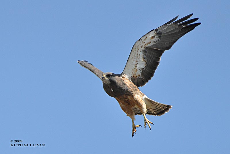 Swainsons Hawk
