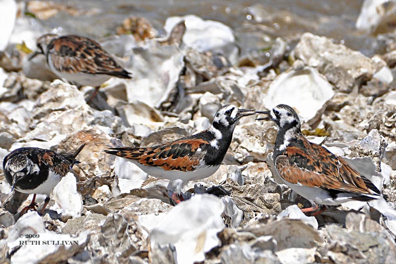 Ruddy Turnstone