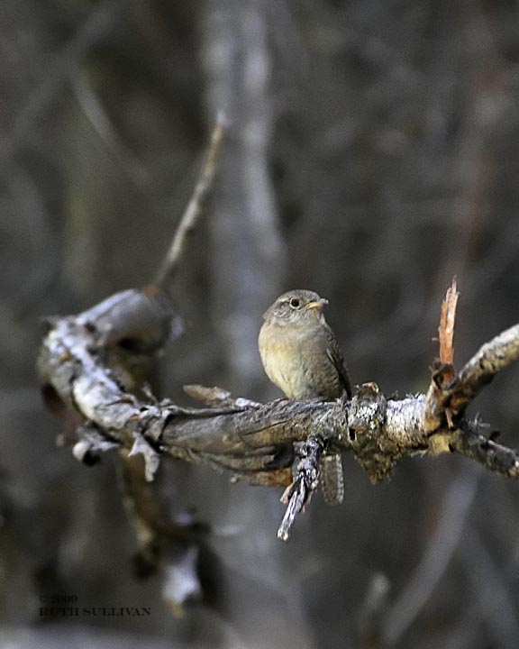 House Wren