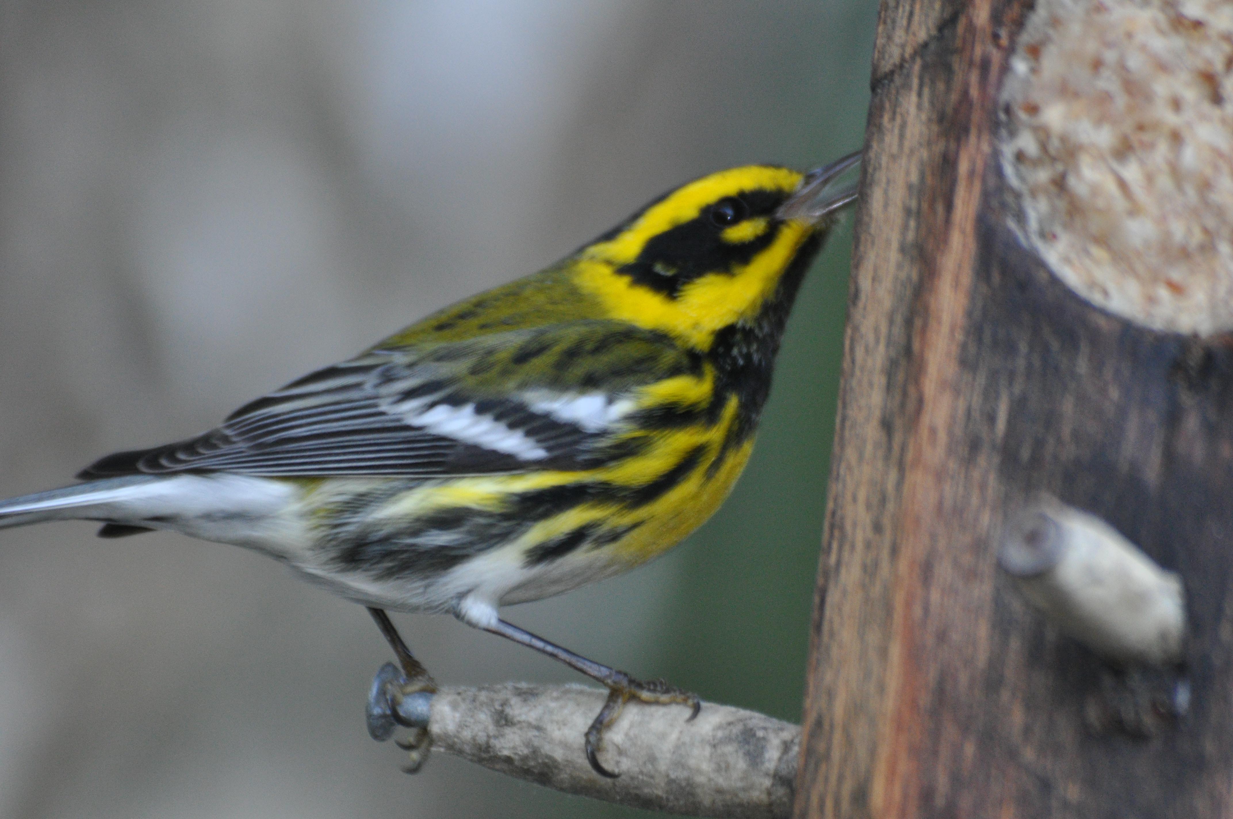 Townsends Warbler