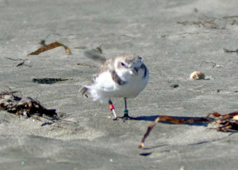 banded Snowy Plover