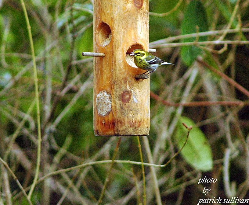 Townsends Warbler