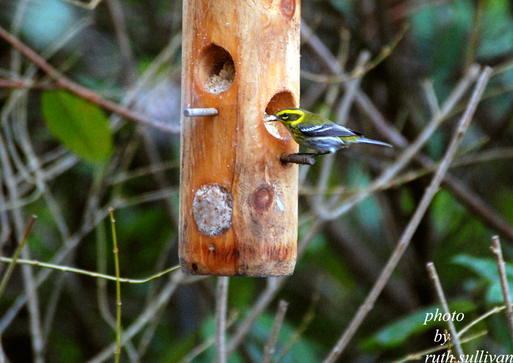 Townsends Warbler