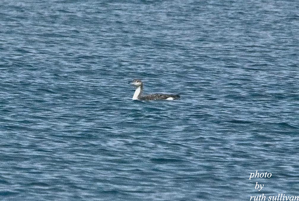 Arctic Loon
