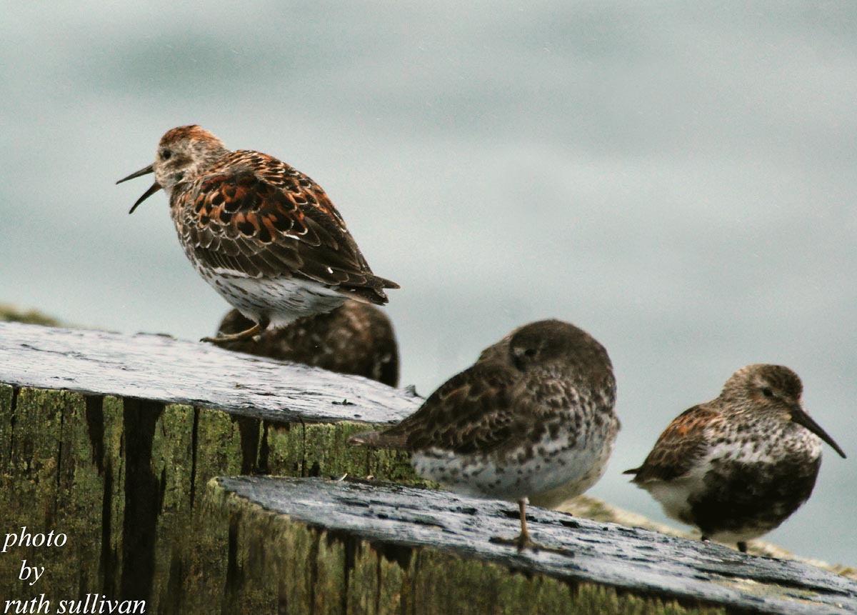 2 Rock Sandpipers(with one Dunlin in breeding plumage)