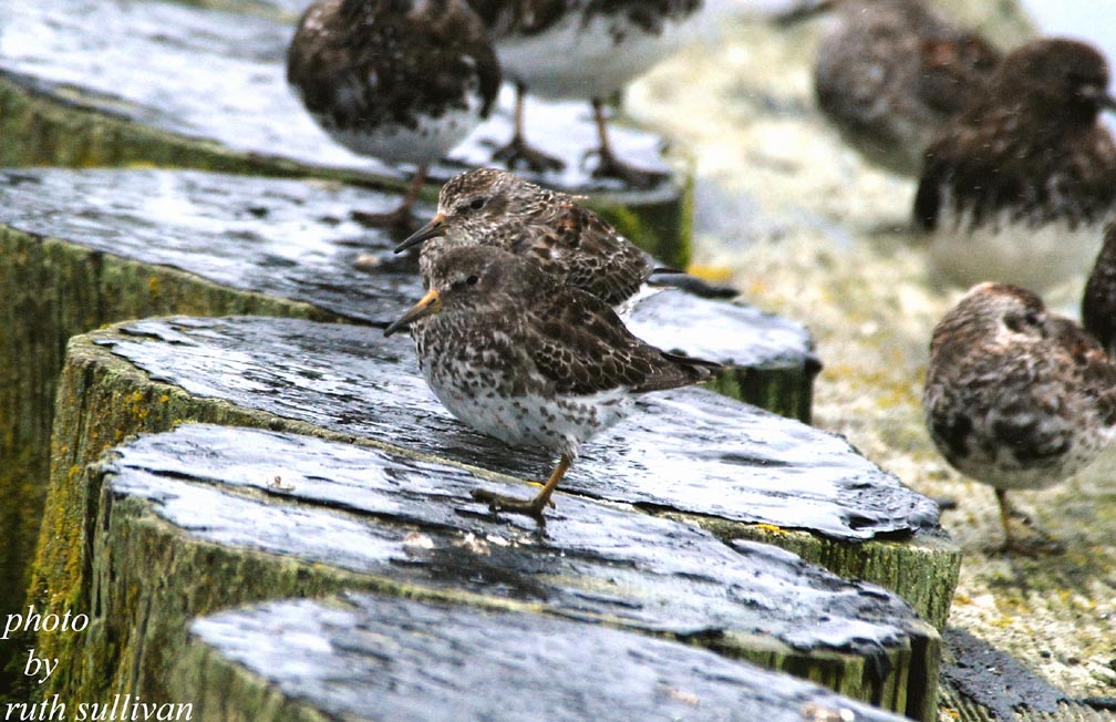 Rock Sandpipers(with Black Turnstones)