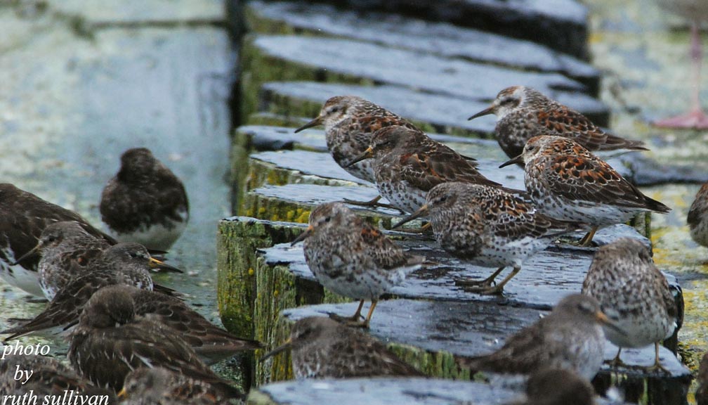 Rock Sandpipers(with Black Turnstones)