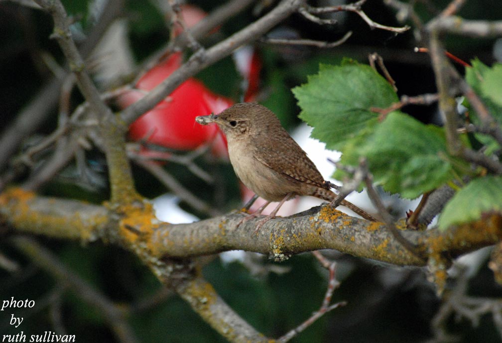 House Wren