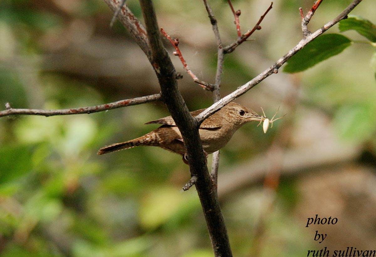 House Wren