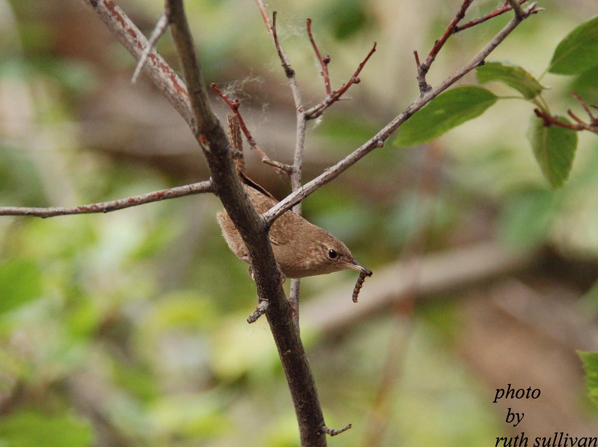 House Wren