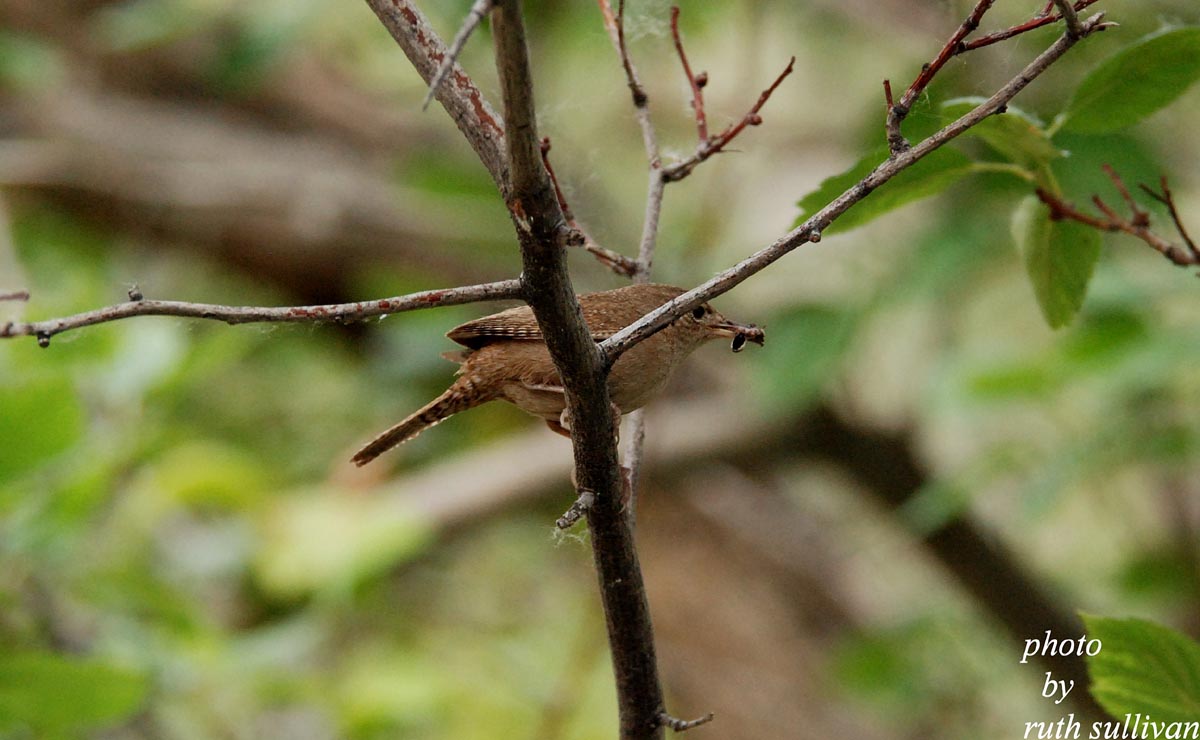 House Wren