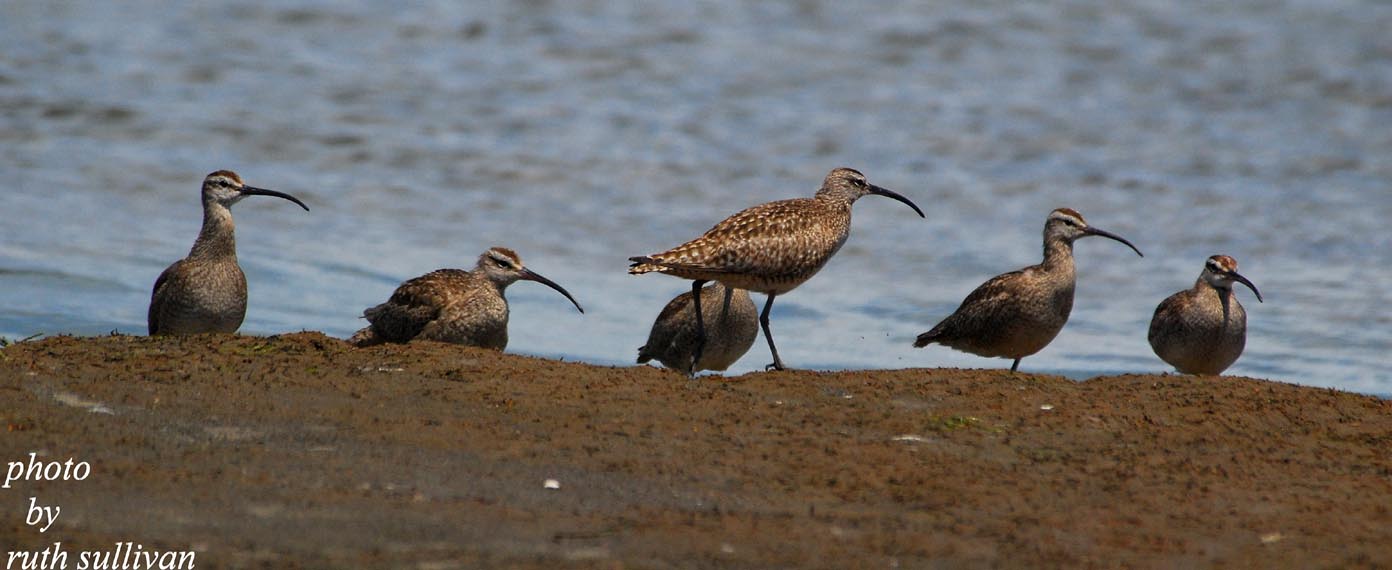 6 Whimbrel