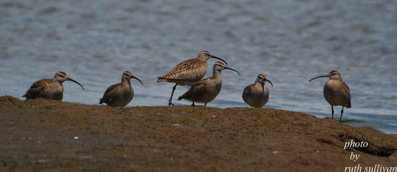 6 Whimbrel