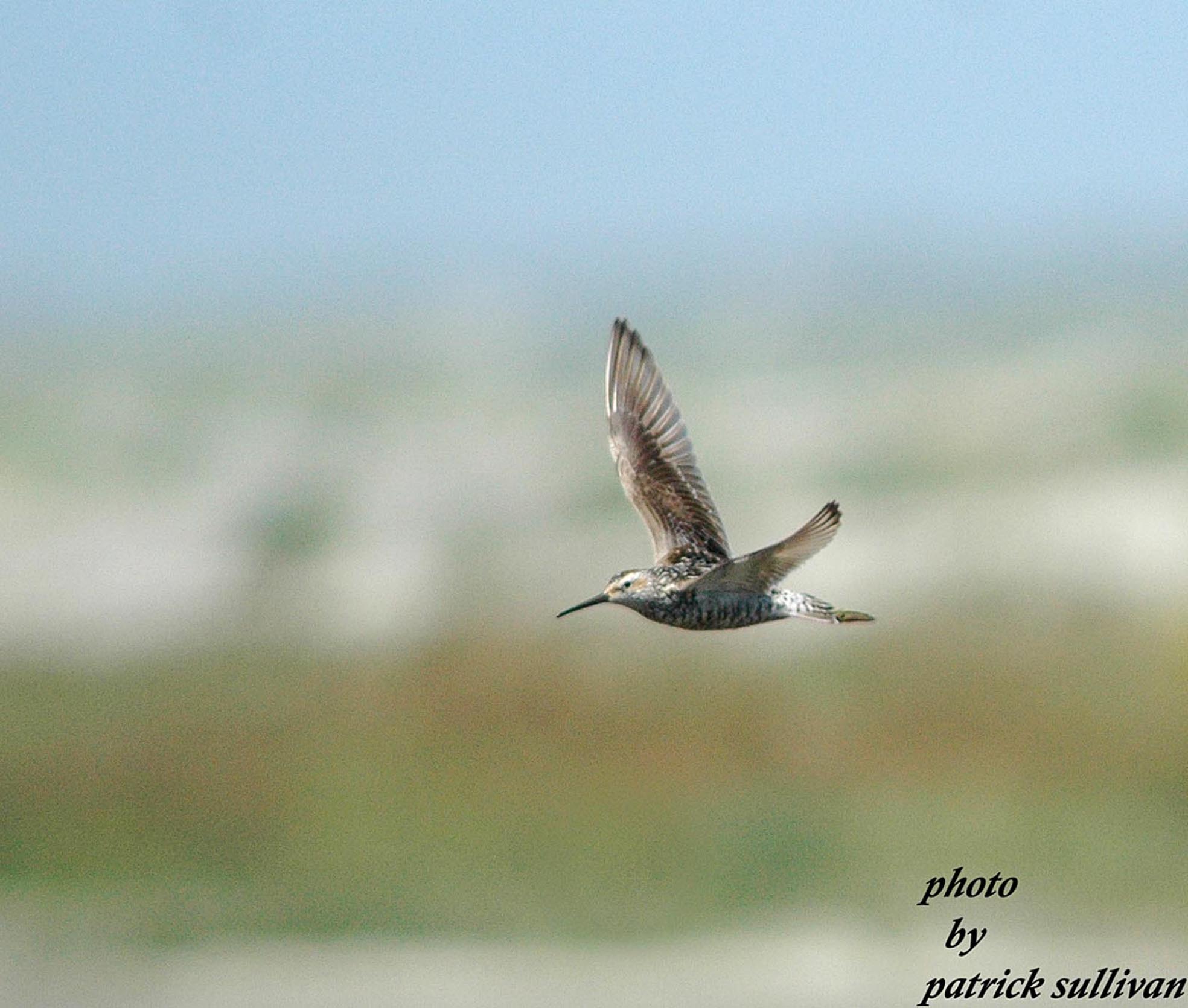 Stilt Sandpiper(in flight)