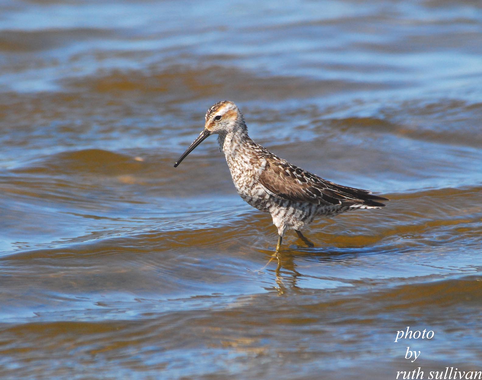 Stilt Sandpiper