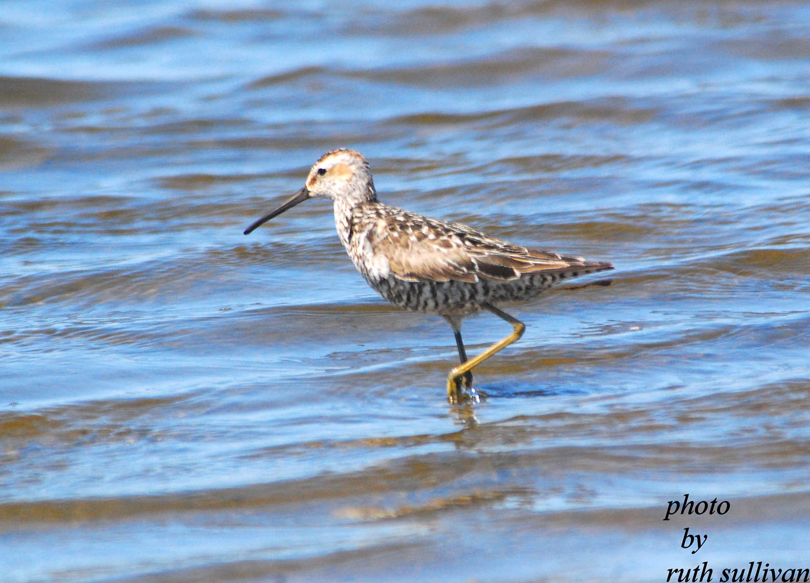 Stilt Sandpiper