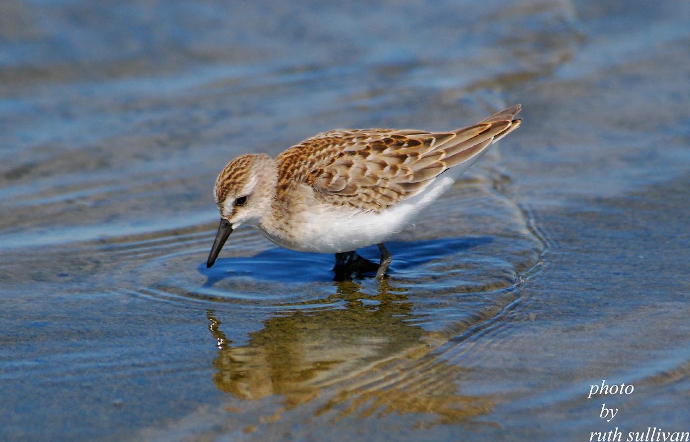 Semipalmated Sandpiper(juvenile bird)