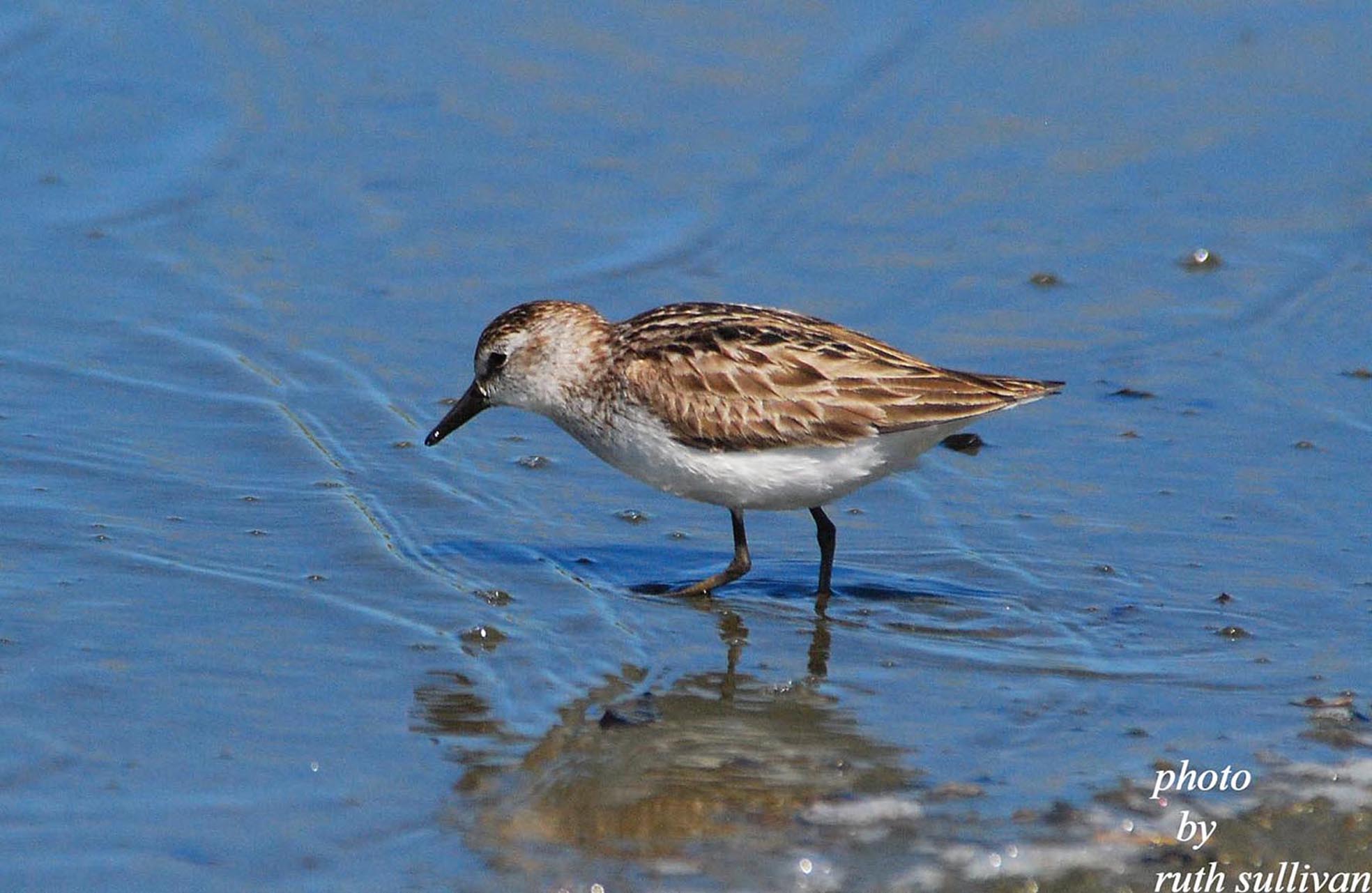 Semipalmated Sandpiper(adult bird)