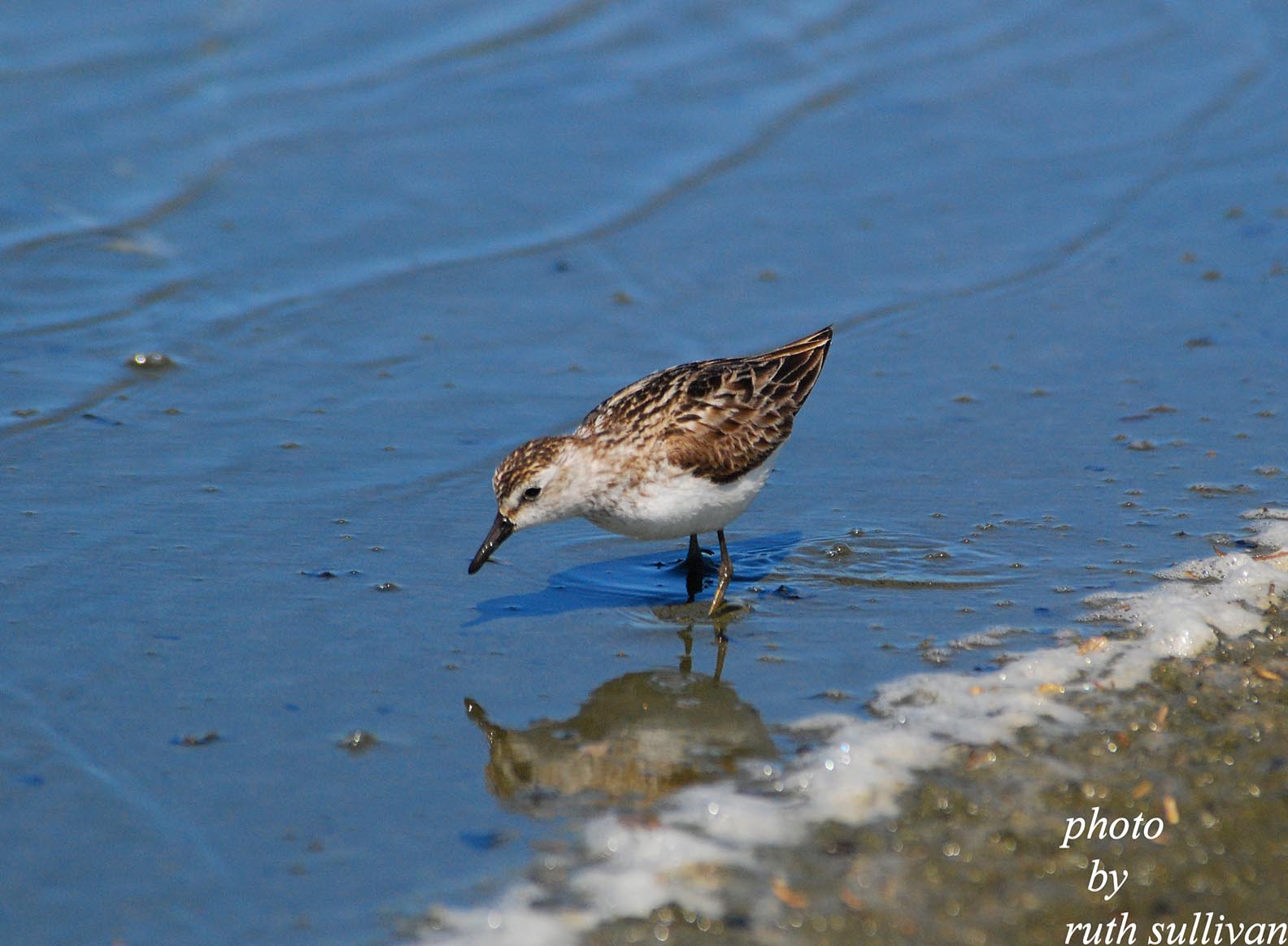 Semipalmated Sandpiper(adult bird)