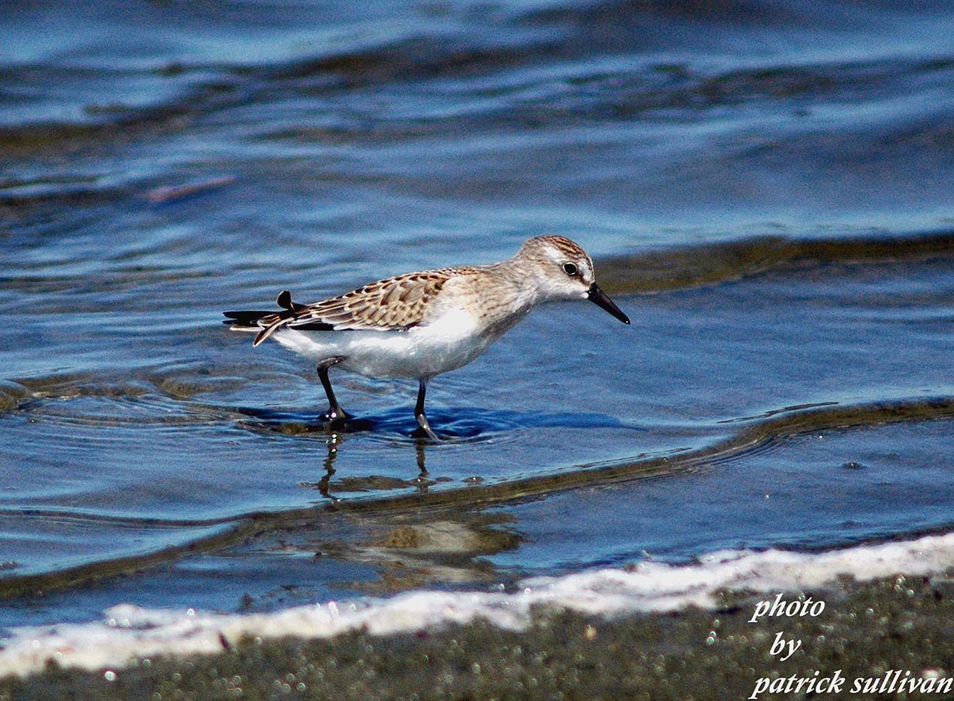 Semipalmated Sandpiper(juvenile bird)