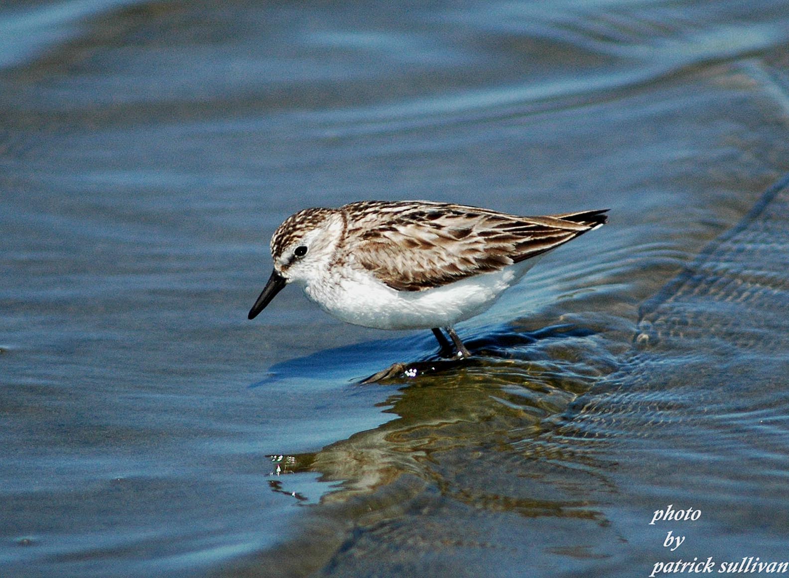 Semipalmated Sandpiper(adult bird)