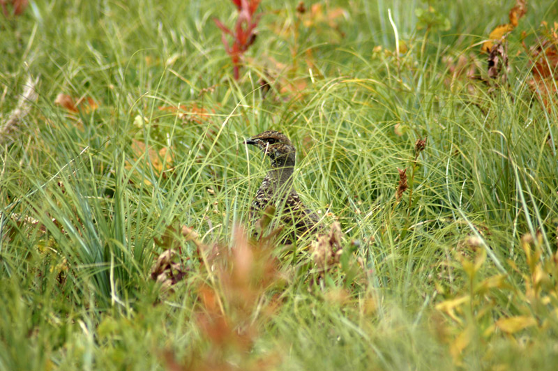 Grouse Hiding in Grass