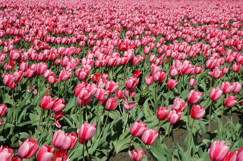 Red Tulips to Infinity