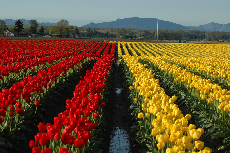 Tulips with Hills